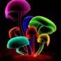 psilocybe